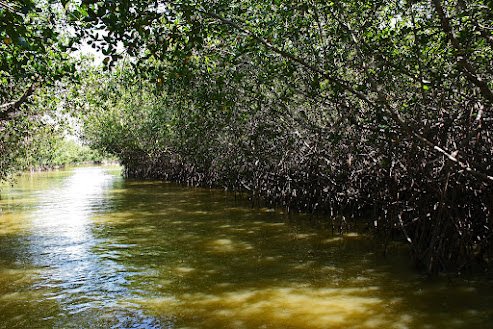 manglares tumbes